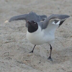 Meet your Posher, Zander